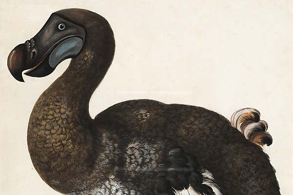 Wat kan de dodo ons leren over uitsterven?